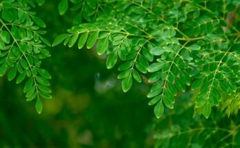 Green Moringa tree with vibrant leaves, known for its health benefits