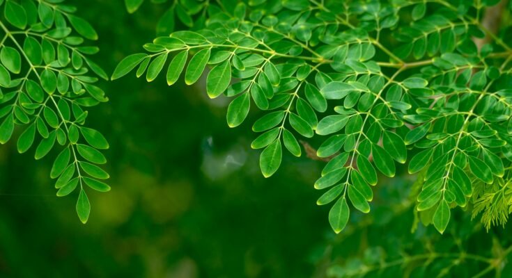 Green Moringa tree with vibrant leaves, known for its health benefits