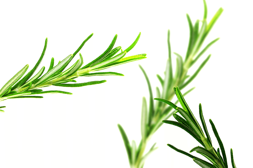 Benefits of Rosemary: