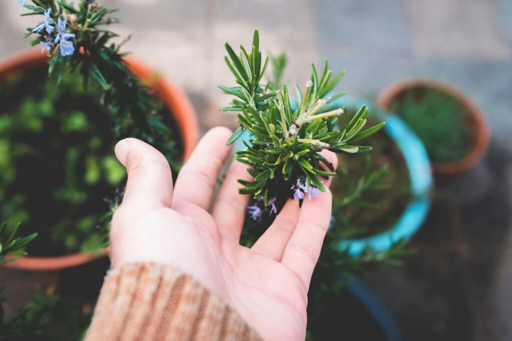Benefits of Rosemary: