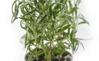 Fresh rosemary plant in a metal pot, used foe cooking, herbal remedies, and essential oil