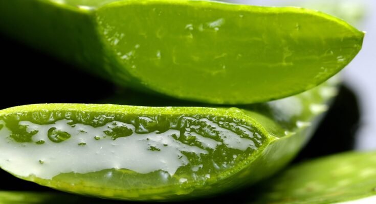 aloe vera gel benefits