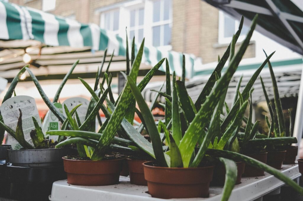 Aloe Vera Benefits
